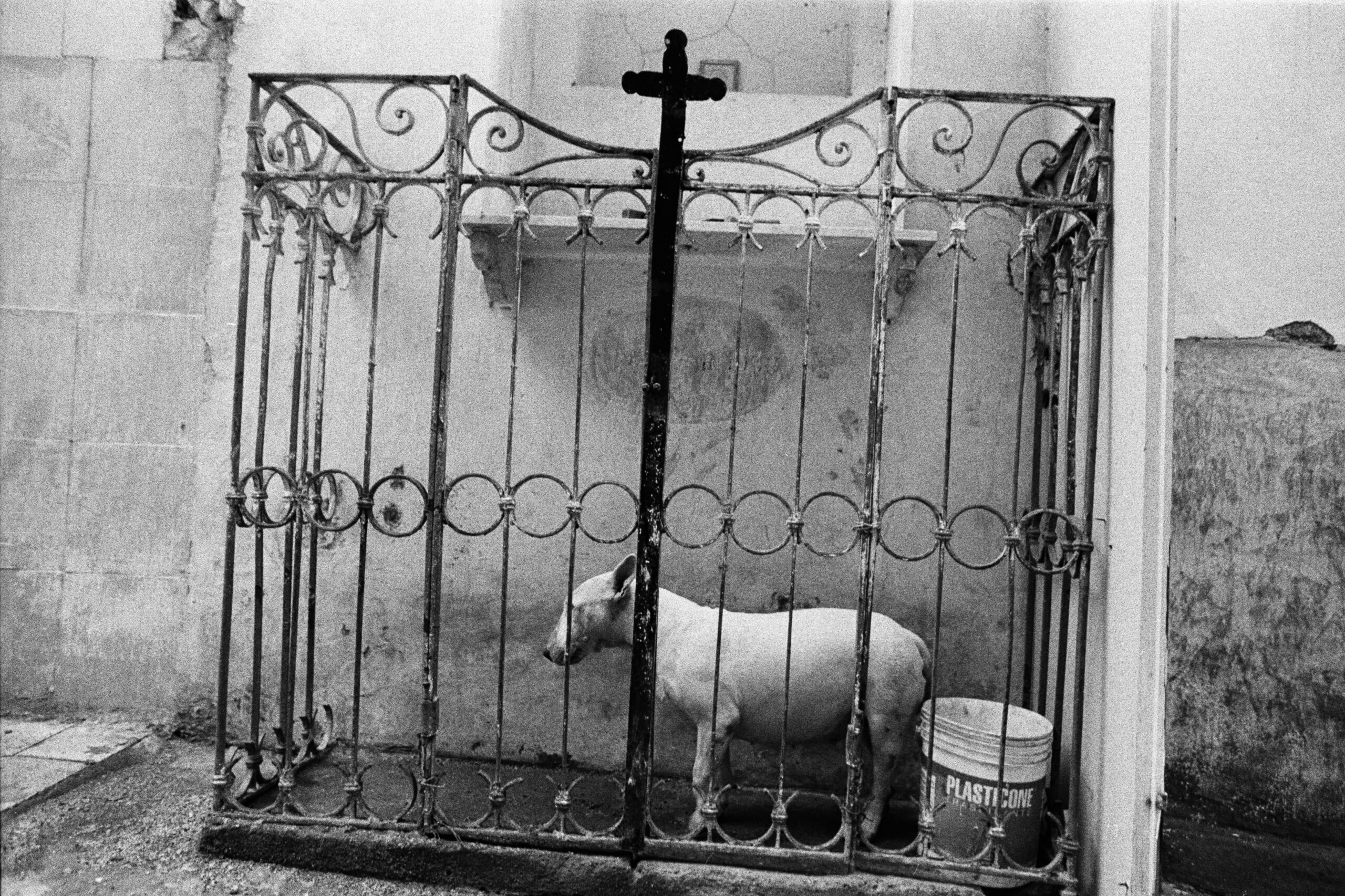 SPINA edizione speciale - 30 copie - immagine 7